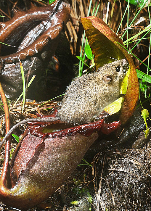 Egy kis patkány, a Rattus baluensis a Nepenthes rajah tetején táplálkozik