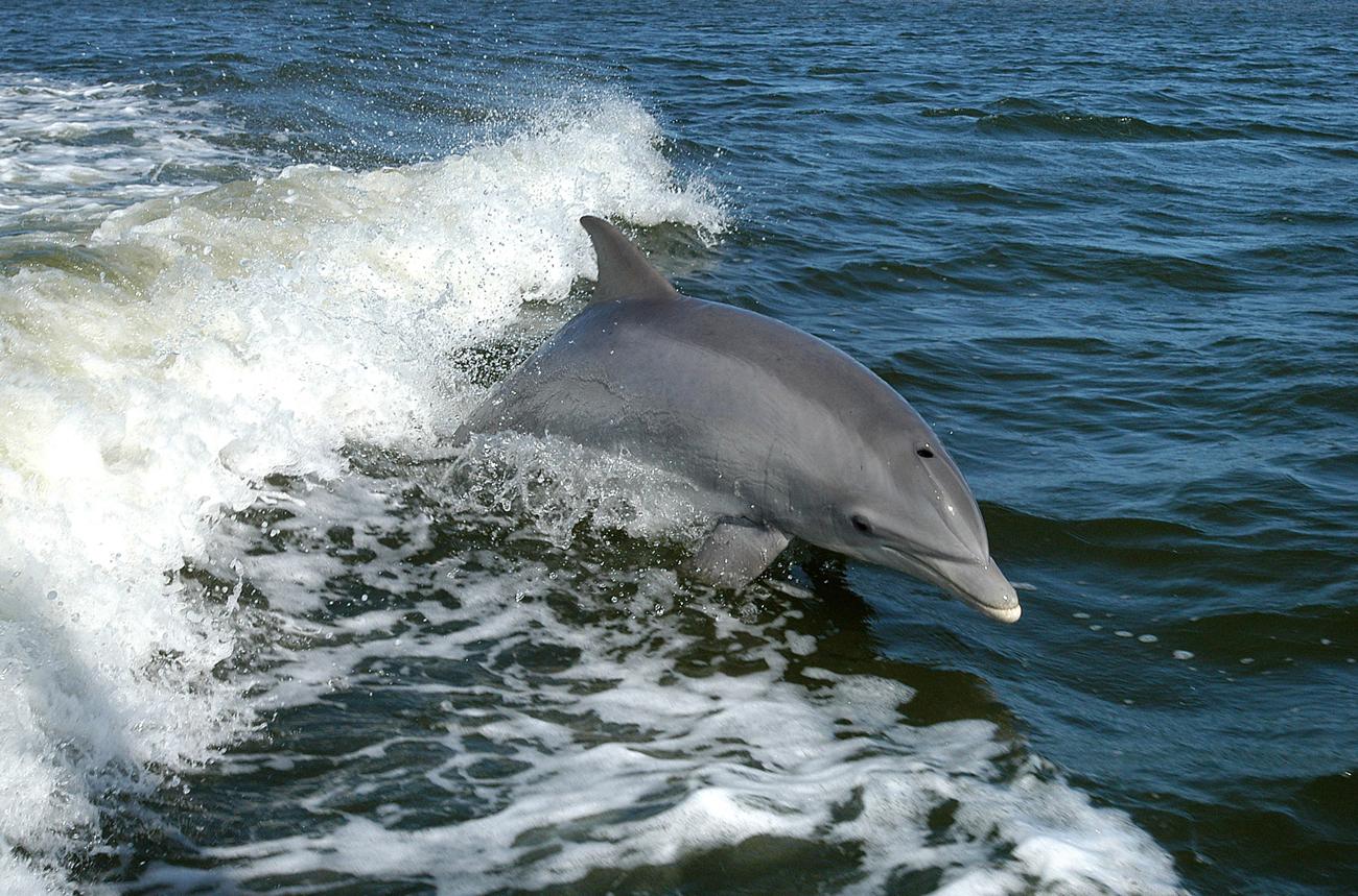 Delfineket a világon csak Szevasztopolban és San Diegóban képeznek ki harci feladatokra