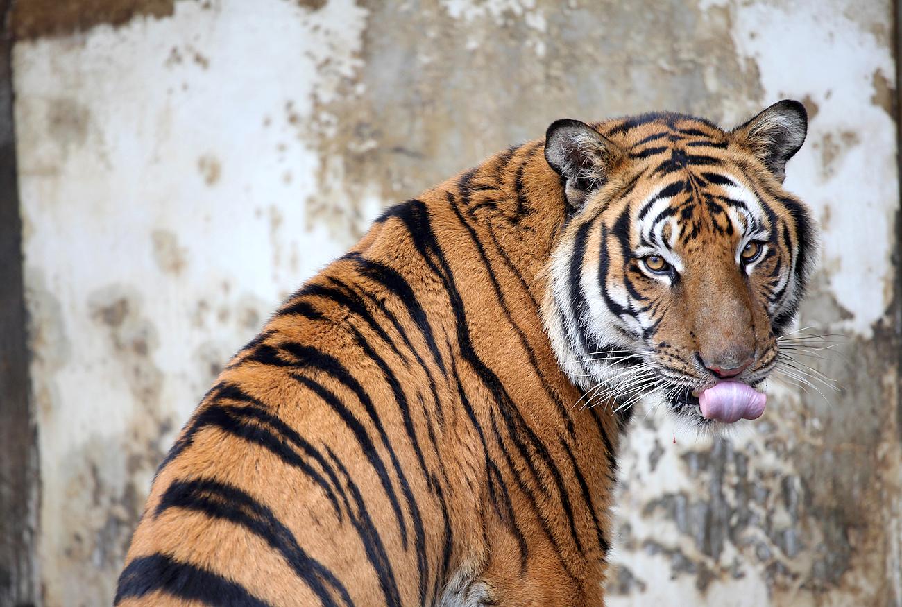 Dél-kínai tigris egy Sanghaj melletti állatkertben. A kihalás szélén állnak