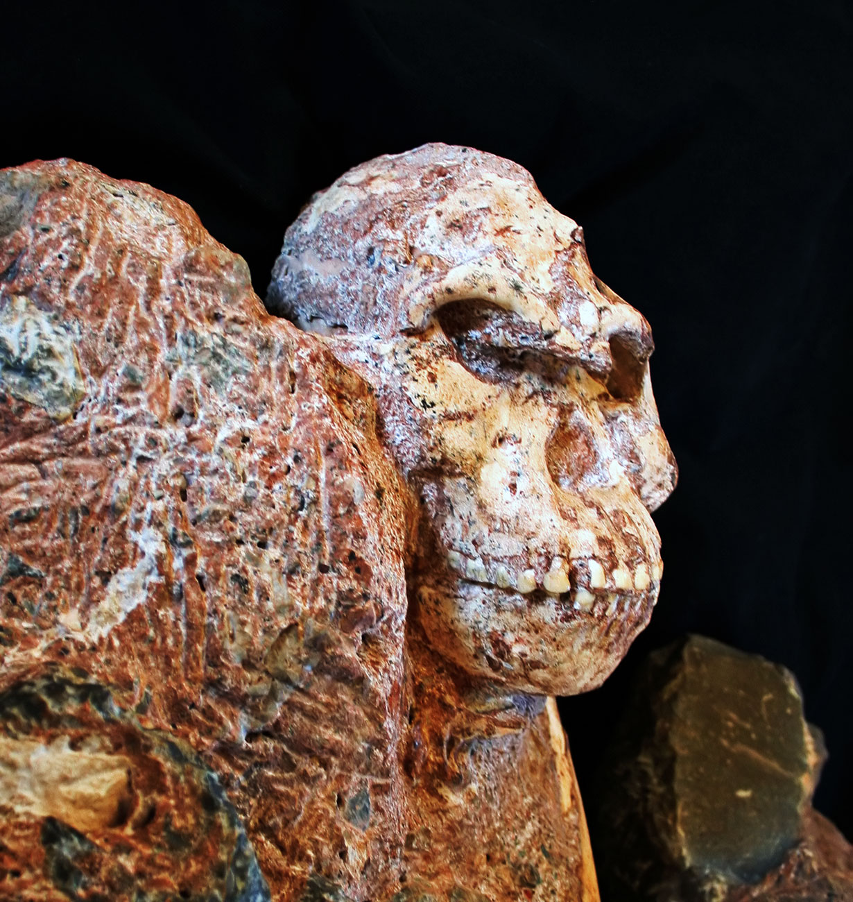 A megkövesedett koponya (Witwatersrand Egyetem)