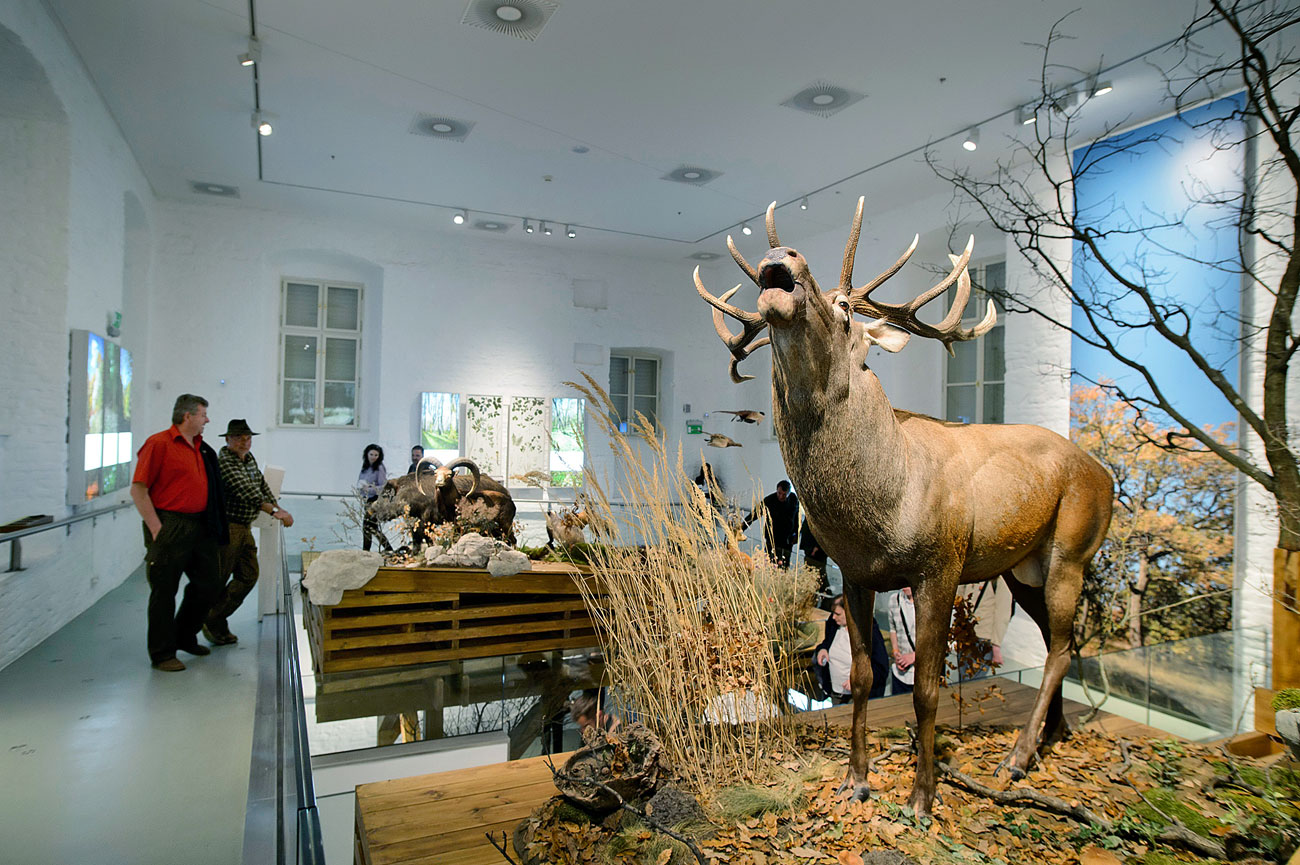 Kiállítóterem az újonnan átadott hatvani Széchenyi Zsigmond vadászati múzeumban