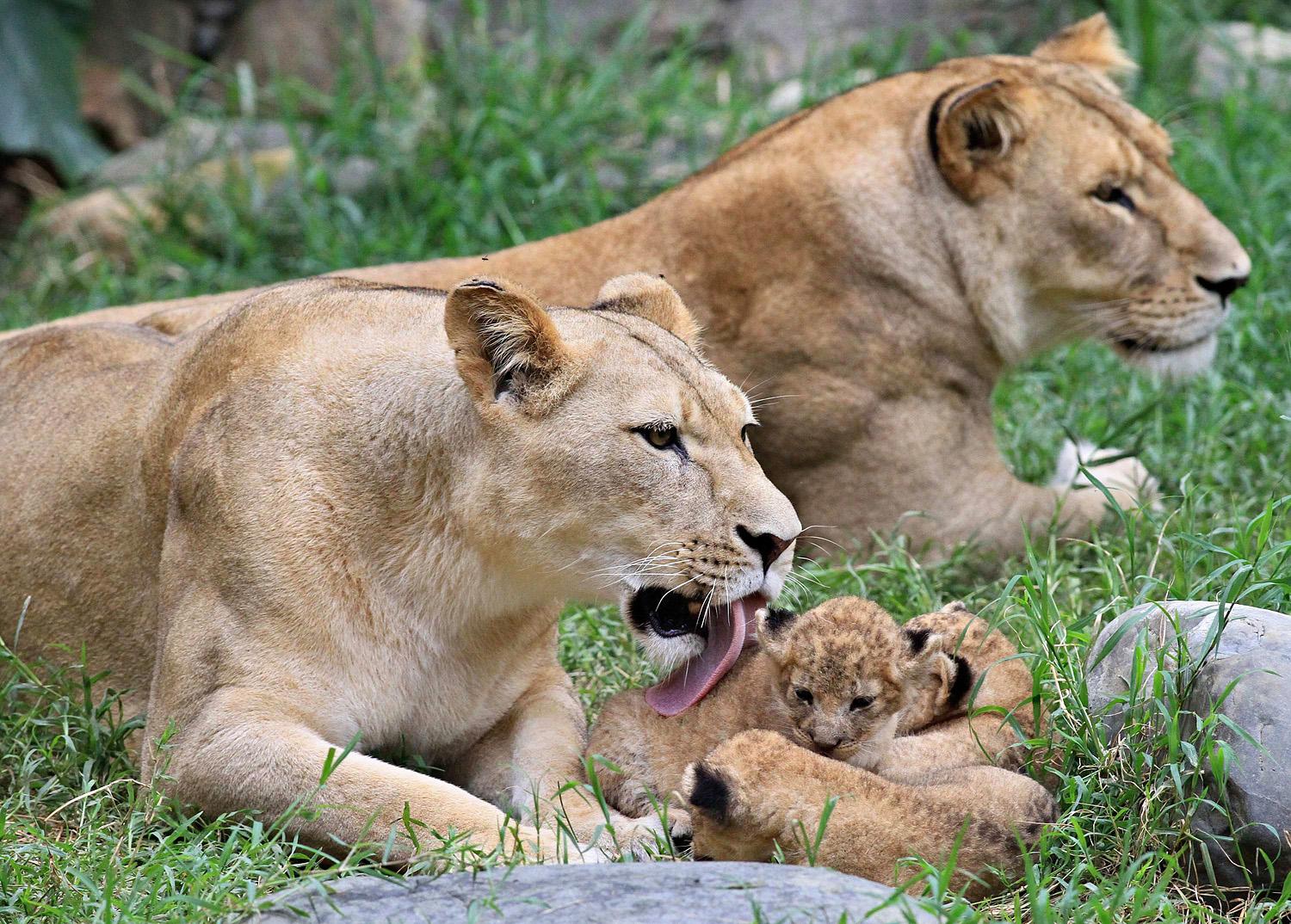 Eleven példányok és múzeumban őrzött maradványok alapján rekonstruálták az oroszlán genetikai 