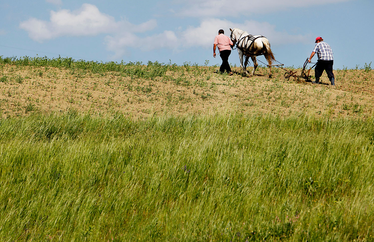 Szántanak az erdélyi Szászkézd határában. Támogatás csak a valódi gazdálkodóknak jár