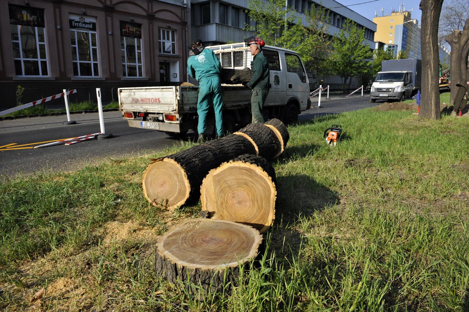155 fa kivágására kaptak engedélyt
