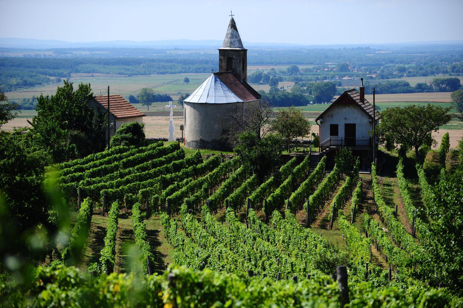 A magyar bortermelők védelme cseppet sem egyszerű az egységes Európában