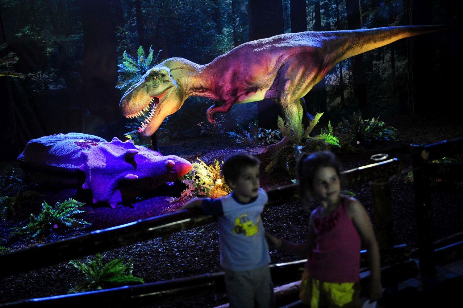 A Triceratops a kiállítás rendezőinek áldozatává vált: oldalára dőlve hörög két T. Rex vacsorájaként