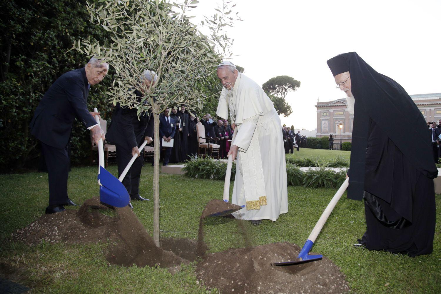Simón Peresz izraeli, Mahmúd Abbász palesztin elnök, Ferenc pápa és I. Bartolomaiosz konstantinápolyi ökumenikus pátriárka olajfát ültet a Vatikánban
