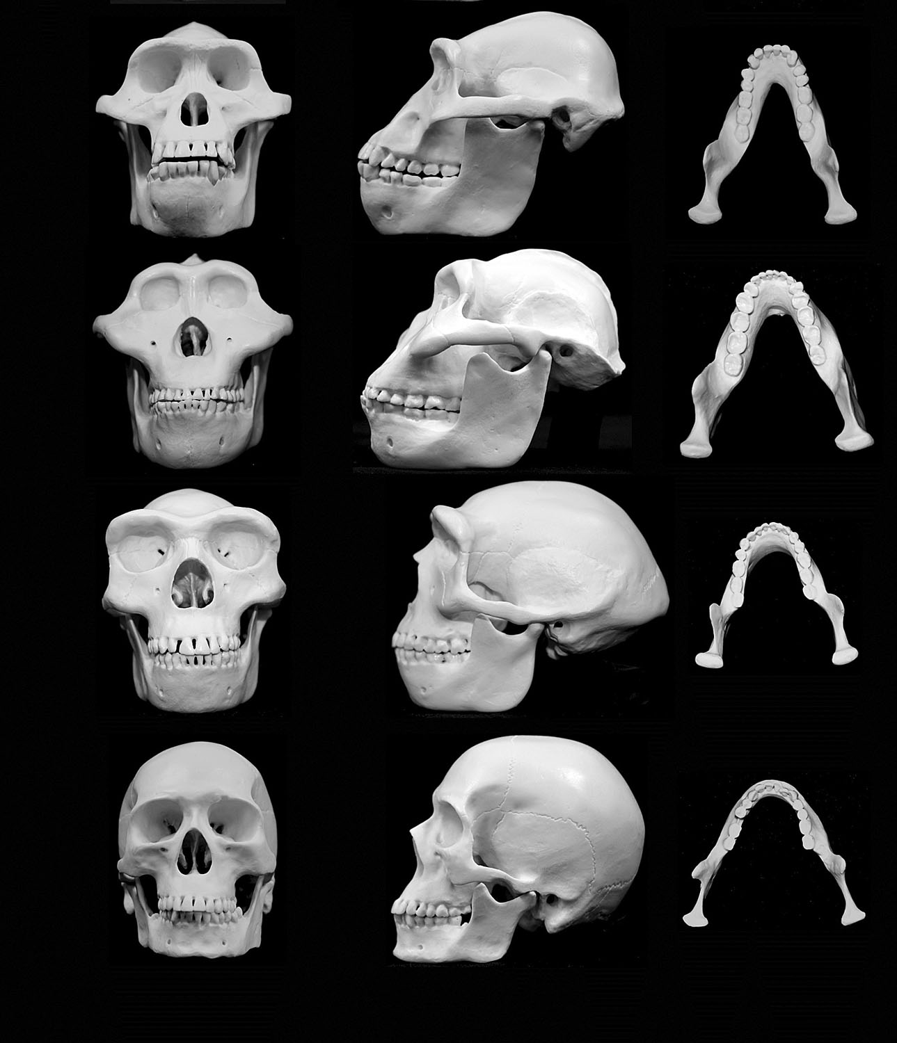 Koponyarekonstrukciók: fentről lefelé a közönséges csimpánzé, a 4,2 millió éve megjelent Australopithecus afarensisé; az 1,8 millió éve megjelent Homo erectusé és a 200 000 éve megjelent Homo sapiensé