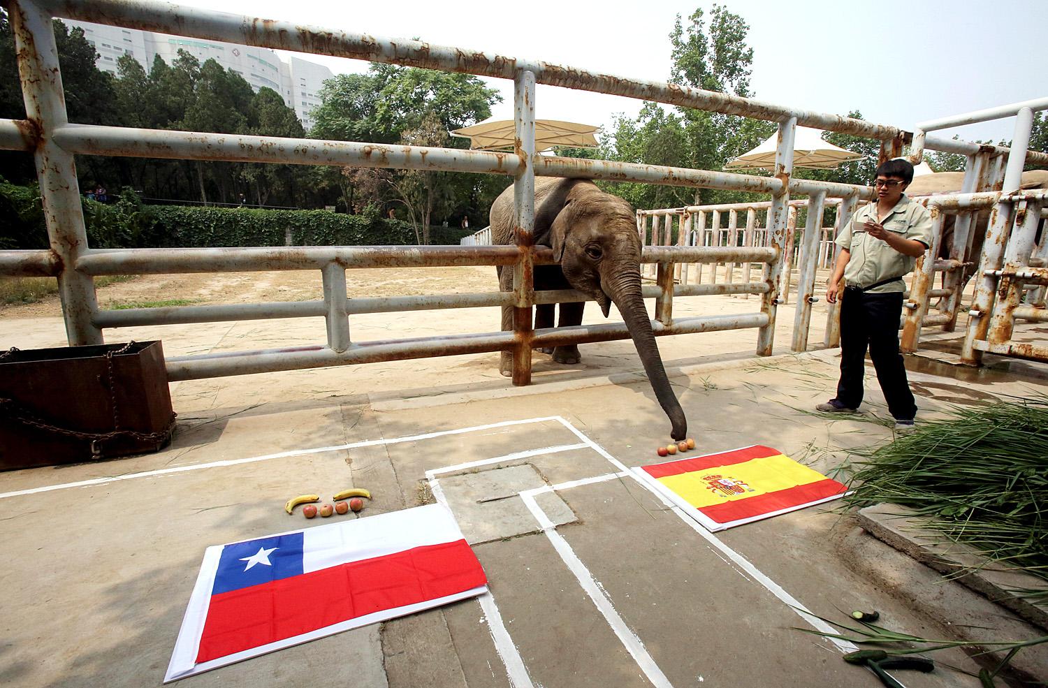 Az elefánt a spanyolokra fogad