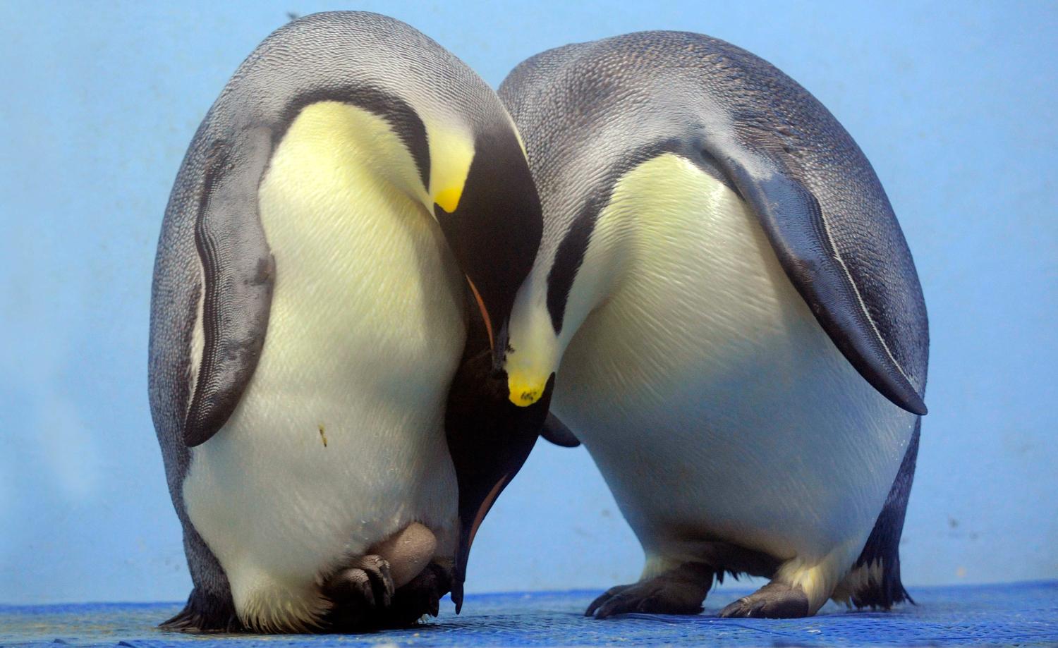Ötödére csökkenhet a császárpingvin populáció az évszázad végére