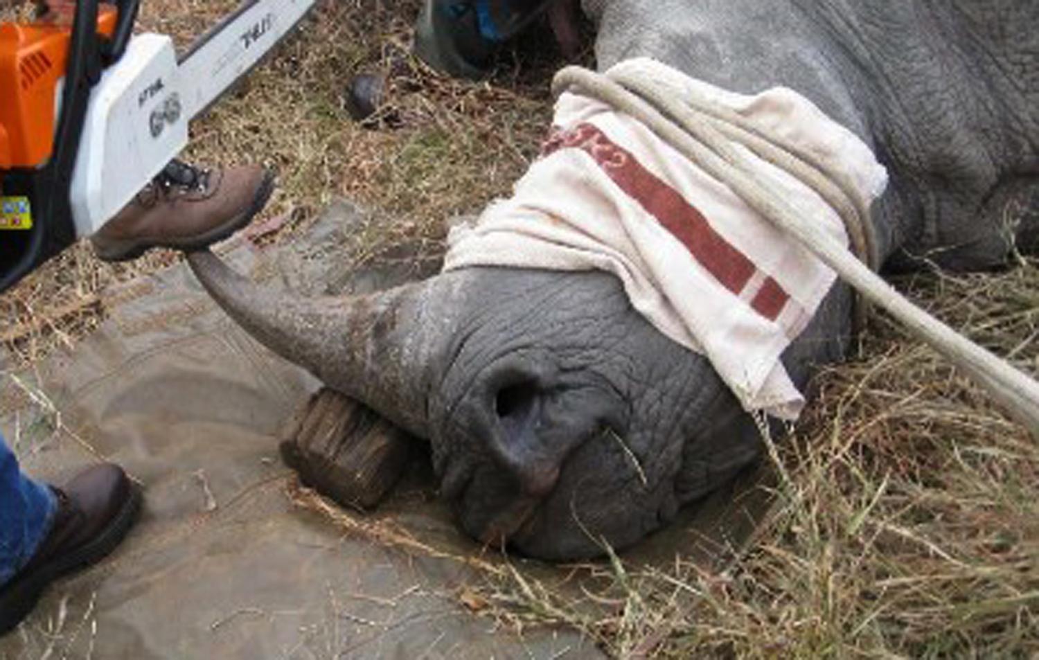 A rinocéroszokat tülkének nincs semmilyen bizonyítható gyógyhatása