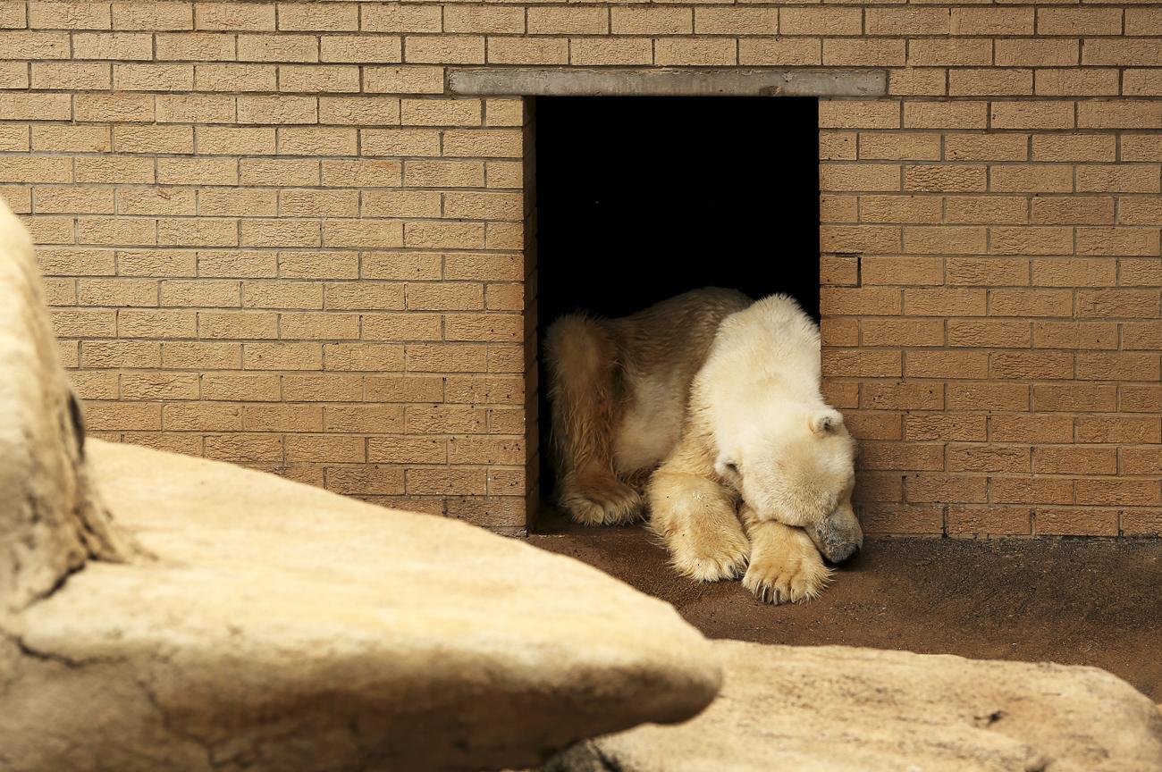 Wang hat hónapos korától élt az állatkertben