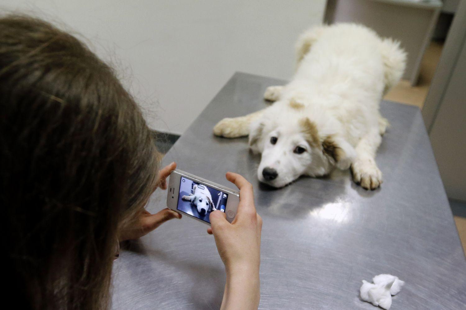 A ritka szerencsések egyike. Adoptált kóbor kutya oltás előtt egy bukaresti állatorvosnál