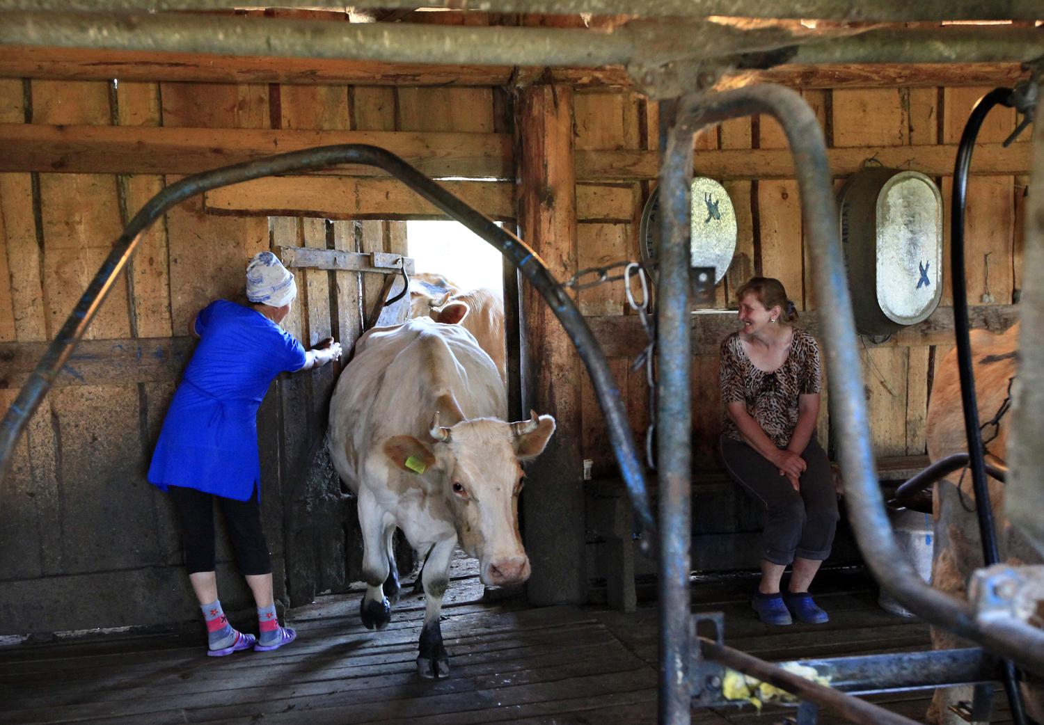 Az orosz tejtermelőknek öröm, a magyarnak bánat