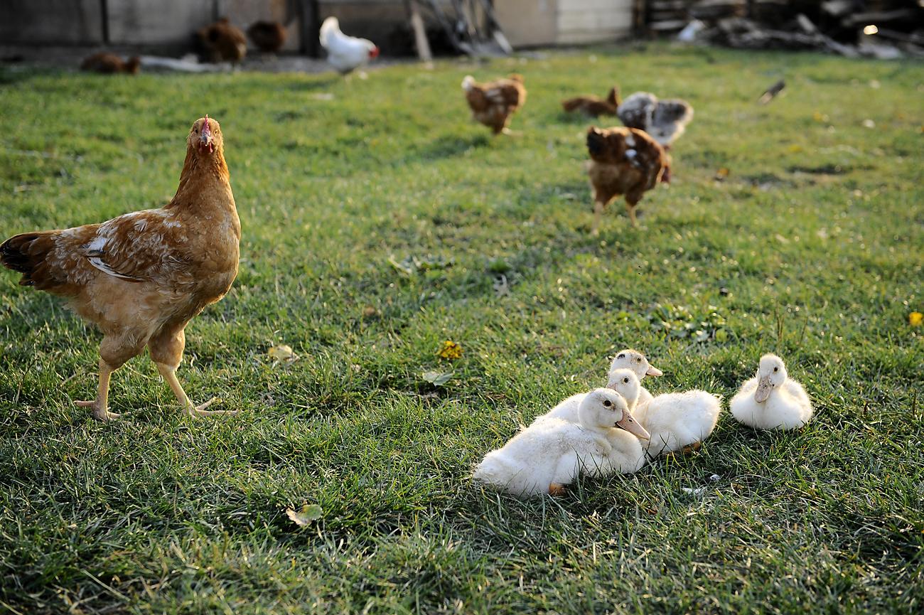 A kertben kapirgáló csirkék tojása mindenképpen jobb választás, mint a ketrecben tartottaké