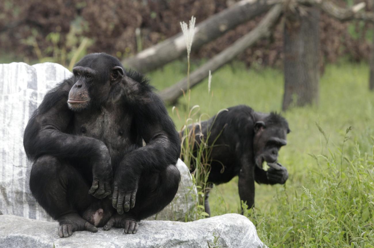Az amerikai bíróság szerint a csimpánznak nincsenek emberi jogai