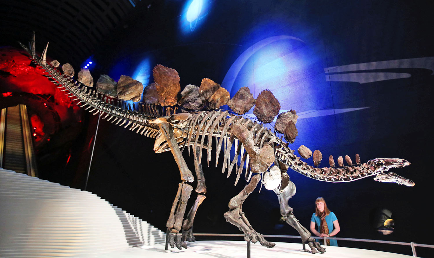 Sophie száz éve a legteljesebb dinoszaurusz, aki betette a lábát a londoni Természettudományi Múzeumba