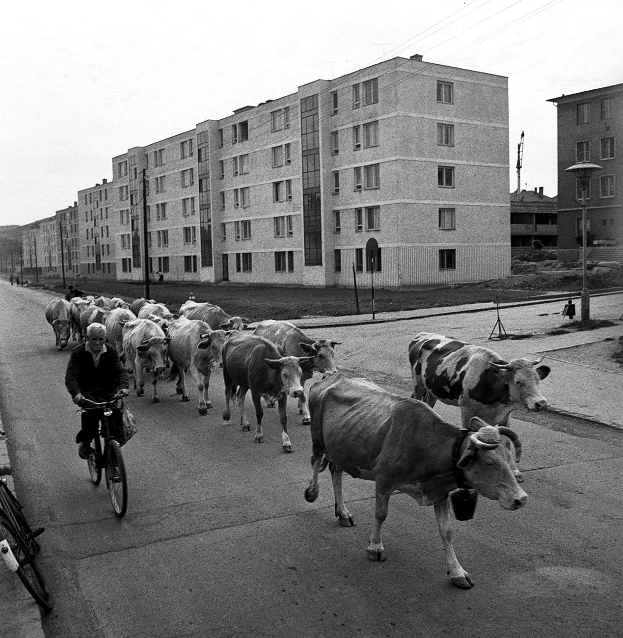 Még járt a csorda a legelőre, de már állt az új lakótelep 1966 augusztusában Ózdon, a szocialista nehézipar egyik fellegvárában. A tehenek feltűnően soványak, viszonylag kevesen vannak, a lakótelep mögött felsejlő kertes házakból jöhetnek. A családi 
