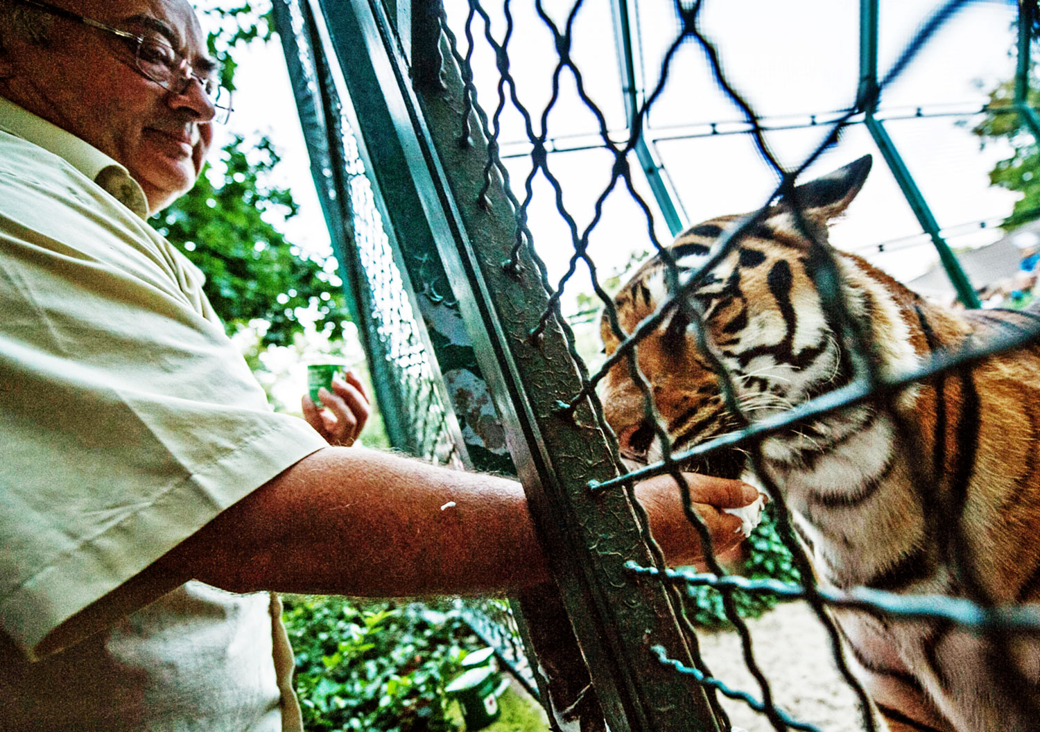 Pullai Béla igazgató a Kecskeméti Vadaskert tigrisével az Állatkertek Éjszakáján