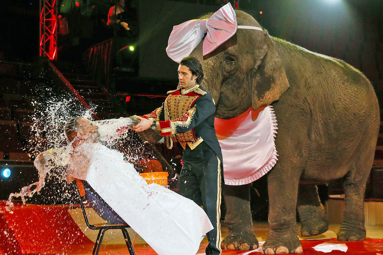 A néző nem félős, Szandra elefánt ügyesen borotválja