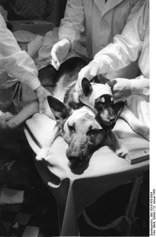 Vlagyimir Demikov már az ötvenes években kutyafej-átültetéssel kísérletezett 