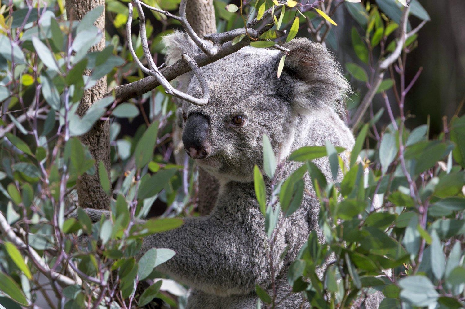 Mindenhol közönségkedvencek: koala a Los Angeles-i állatkertben