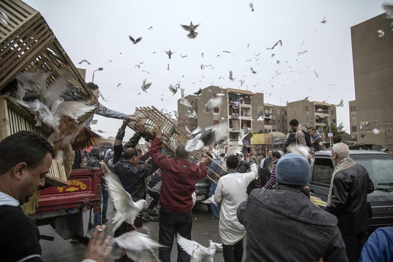 Galambverseny veszi kezdetét a kairói szegénynegyedben, ed-Duvéjkében
