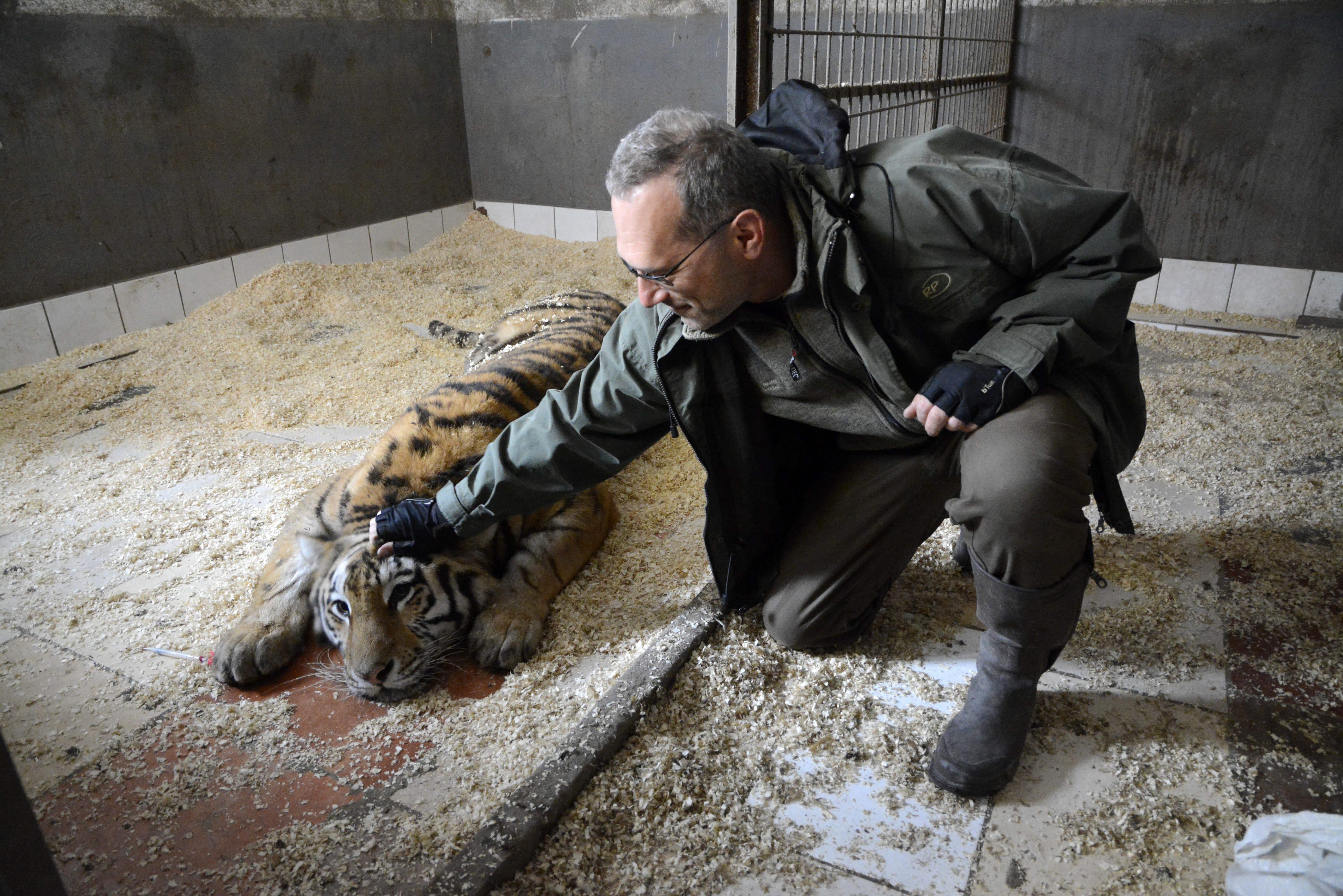 A szállítás miatt elaltatott egyik szibériai tigris az abonyi vadasparkban 2015. március 13-án.