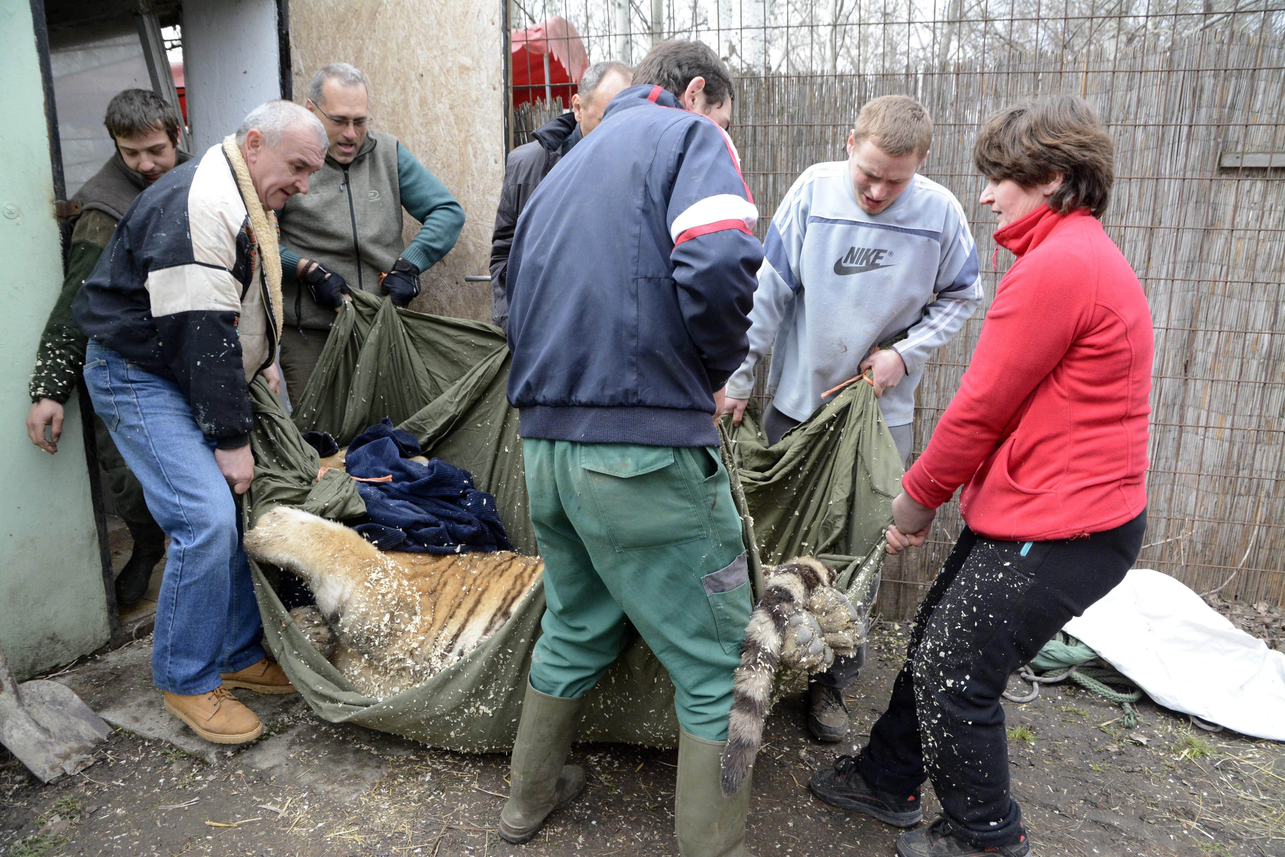 A szállítóládához viszik az egyik elaltatott szibériai tigrist az abonyi vadasparkban.