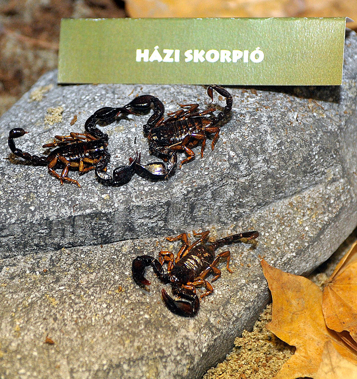 Jelöletlenek maradhatnak a skorpiók