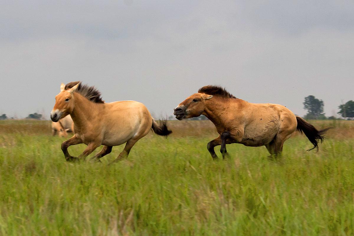 Przewalski-lovak a Hortobágyon. Elég, ha vad