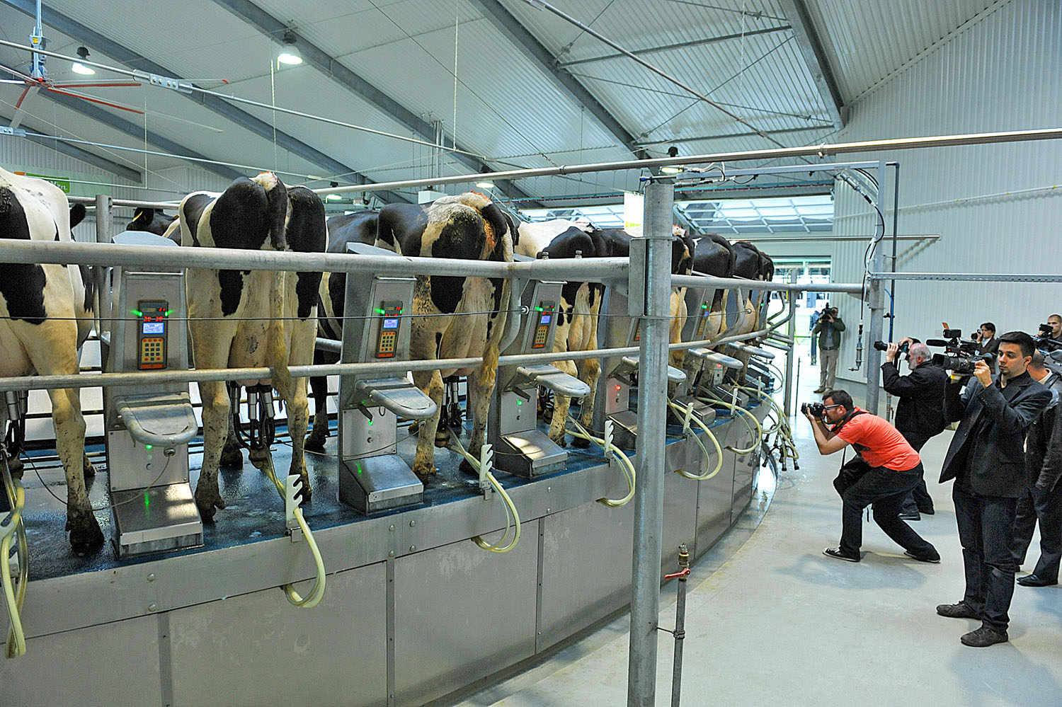 A Bonafarm csoport csípőteleki telepén arany életük van a teheneknek