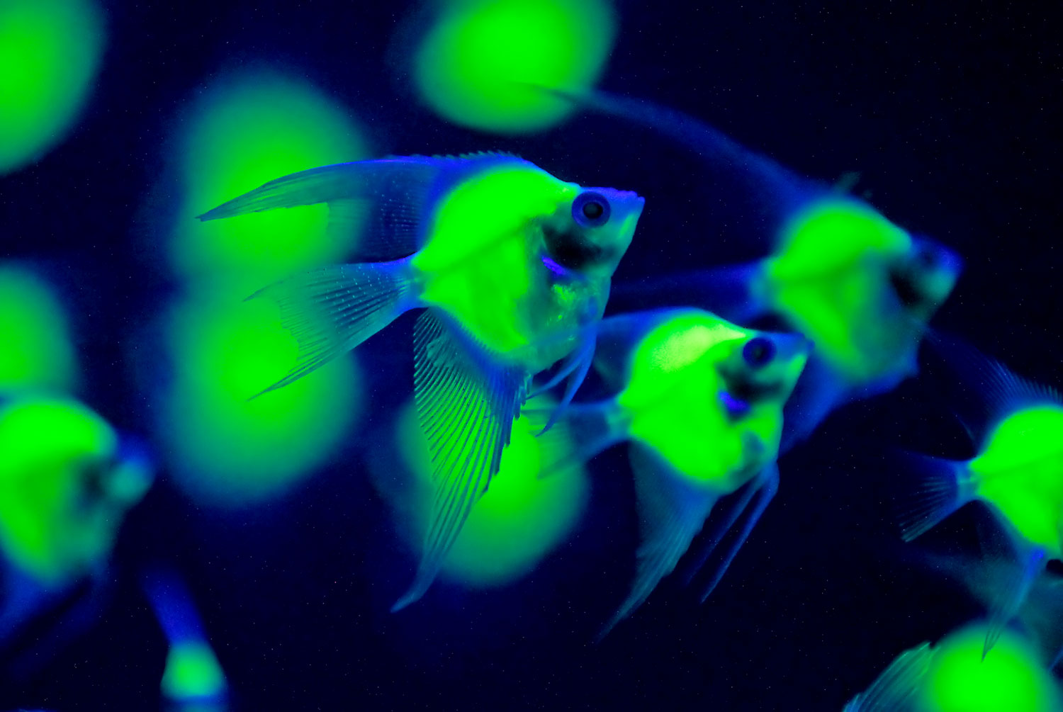 Génmódosított halak a tajpeji bioexpón
