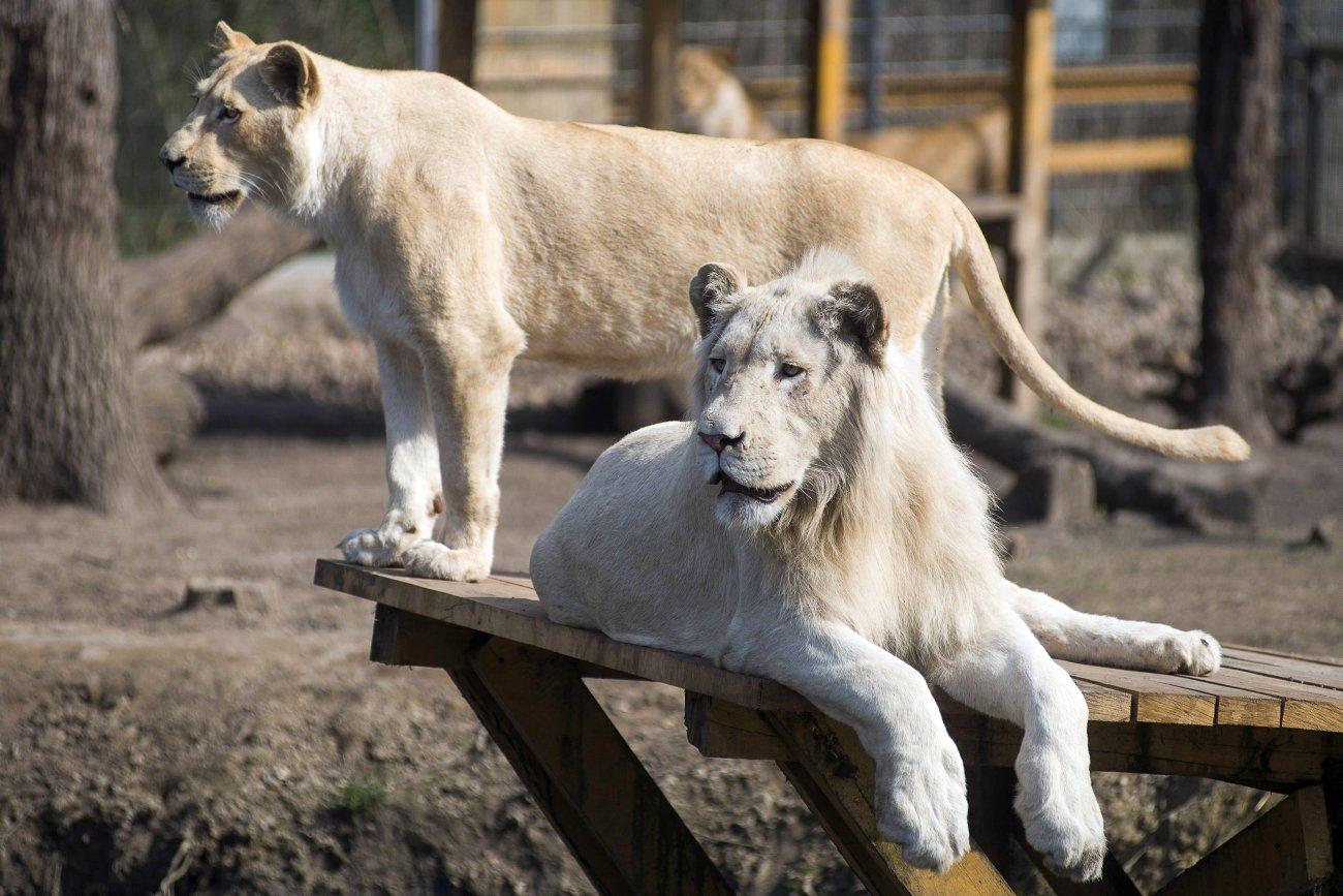 Inkosi (j) és Binti, az állatpark fehér oroszlánjai