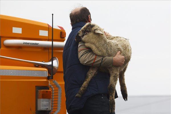 A kamionon szállított 500 báránynak majdnem a fele elpusztult a helyszínen