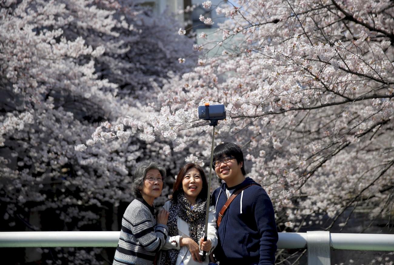 Japánban gyakorlatilag nemzeti ünnep a cseresznyefák virágzása
