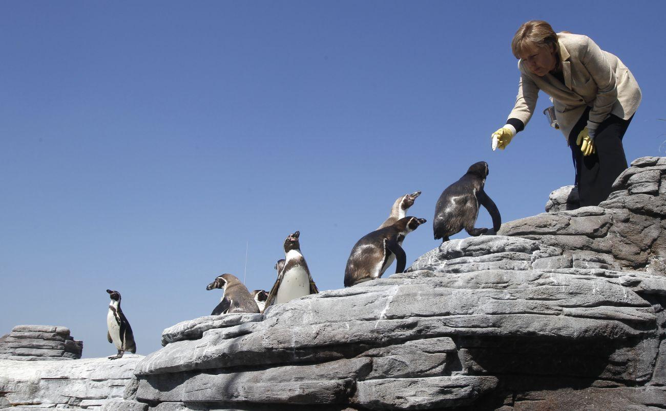 Angela Merkel német kancellár a 2011-ben örökbe fogadott Humboldt-pingvinjeit eteti Stralsundban. A norvégiai diákcsíny a röpképtelen madarak életébe kerülhet