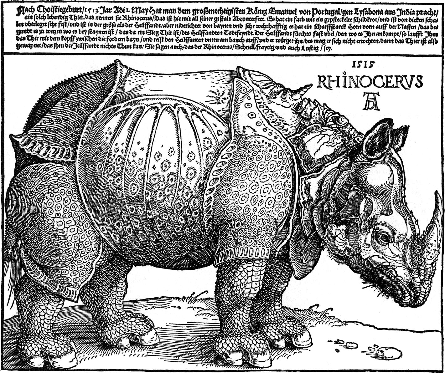 Albrecht Dürer így rajzolt orrszarvút látatlanban