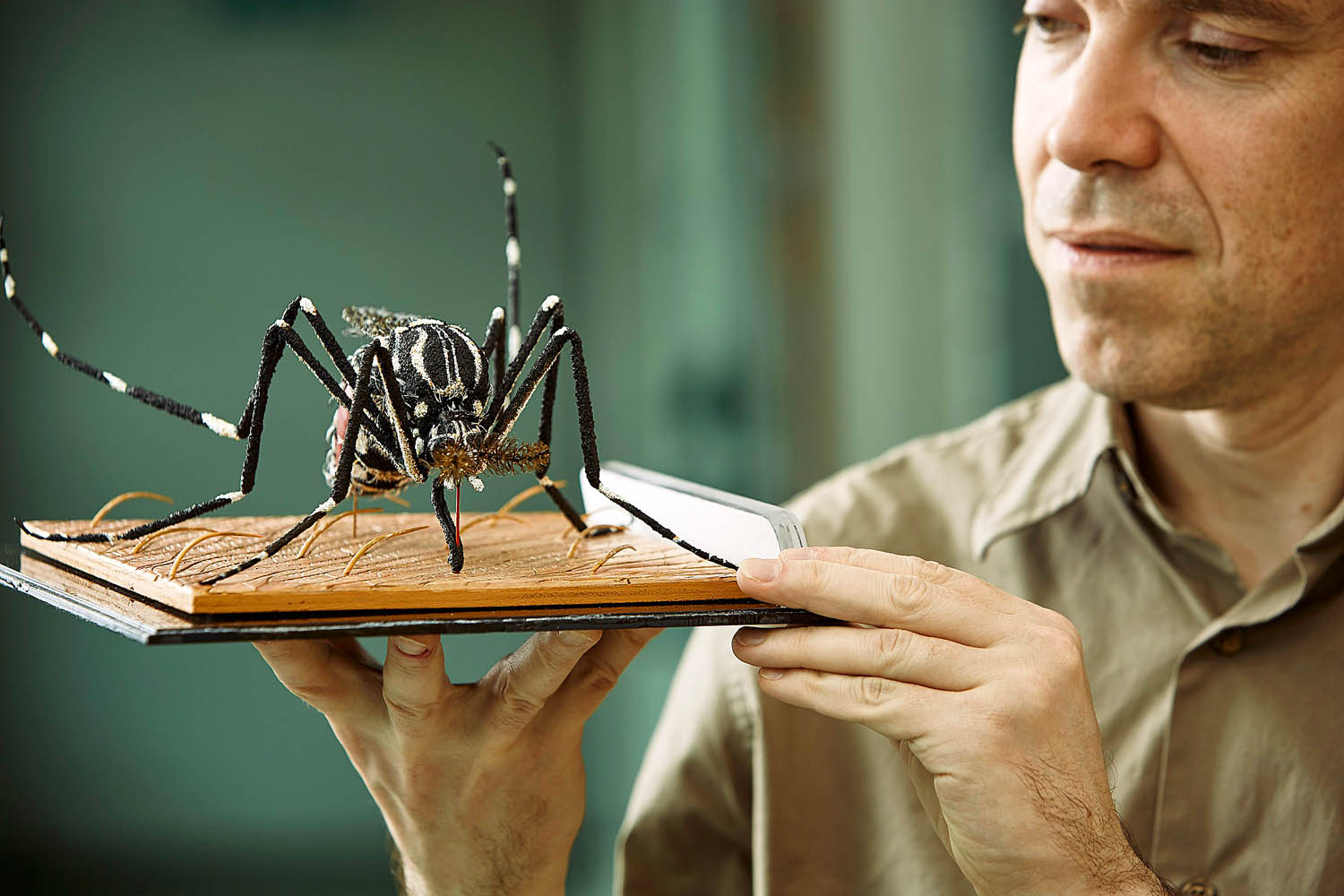 A Dengue-lázat terjesztő szúnyogokat kiirtó génkezelt rovar modellje