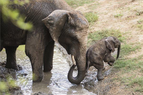 A kis elefántbika pénteken született