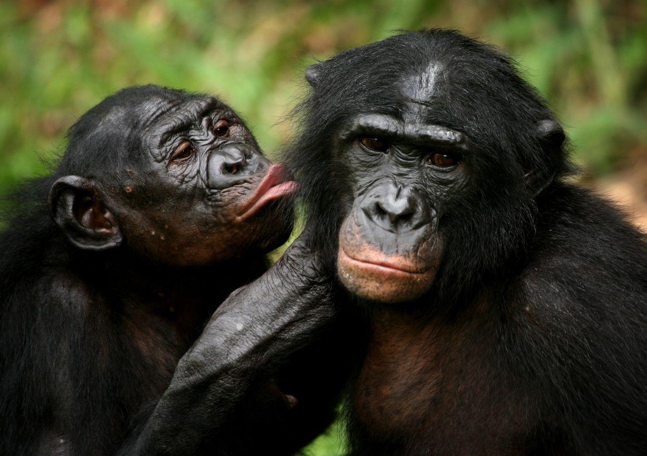 Bonobók kurkászás közben
