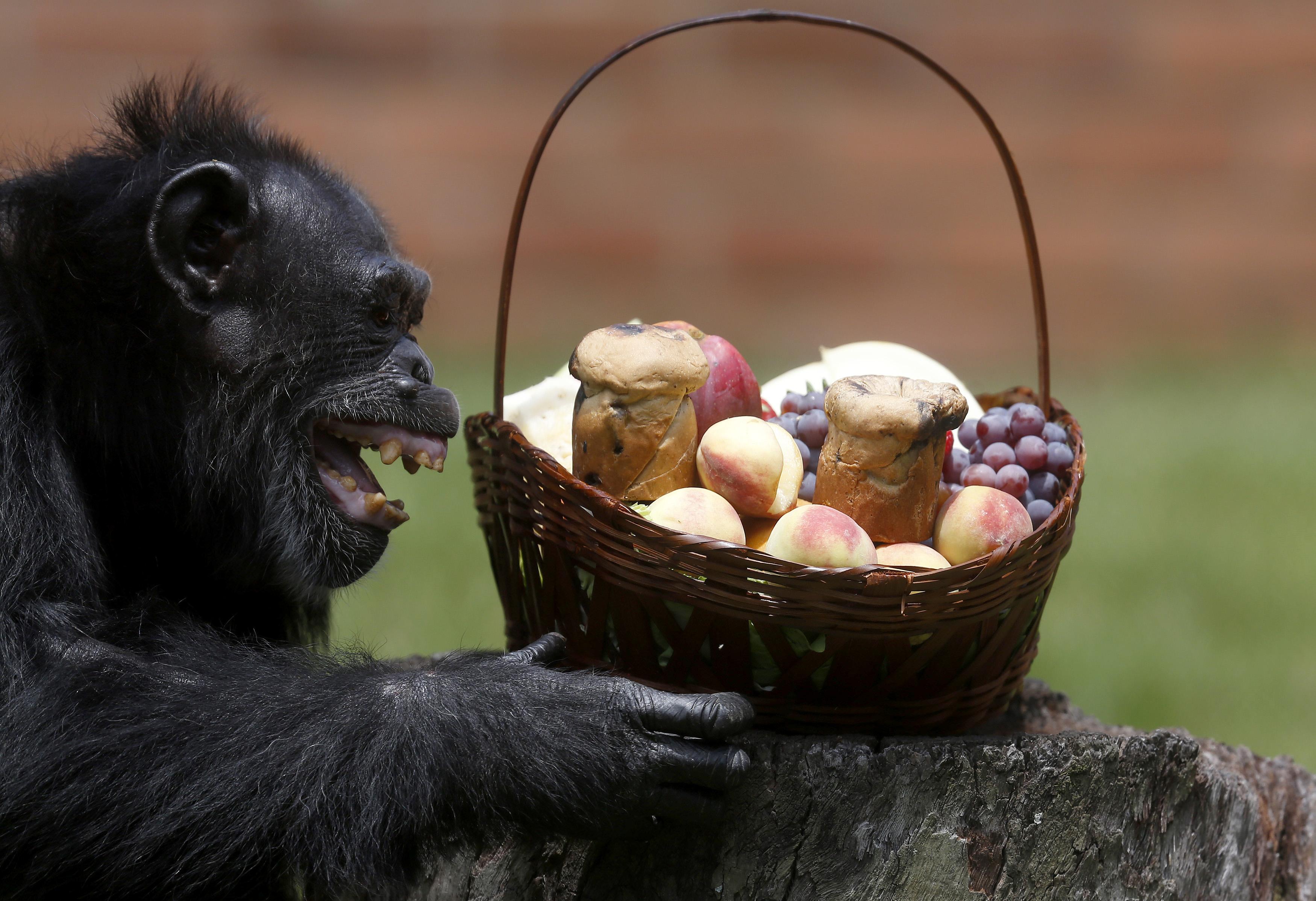 Csimpánz örül egy karácsonyi ajándékkosárnak Rio de Janeiróban