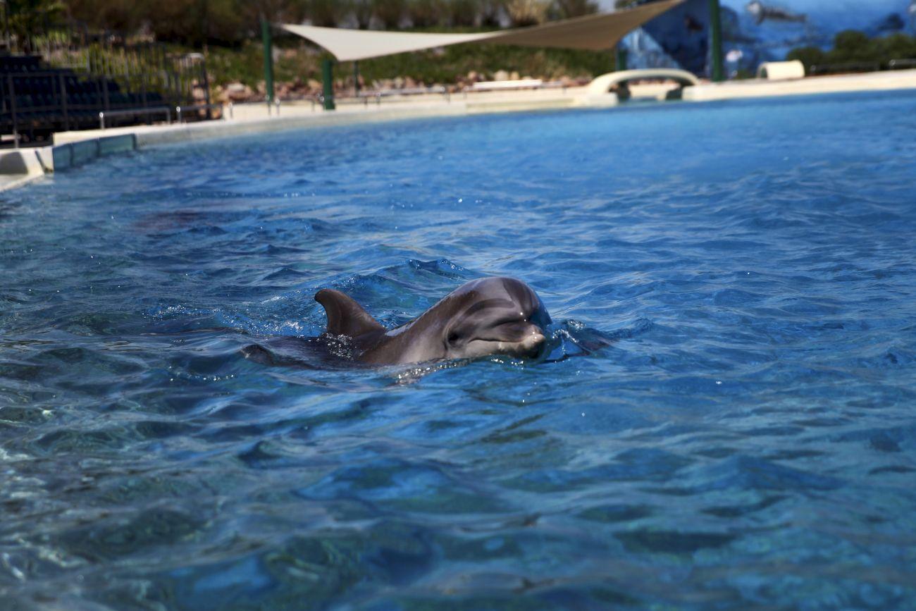 Delfin Athén egyedüli állatkertjében. Ő holland fagyasztott halra van utalva