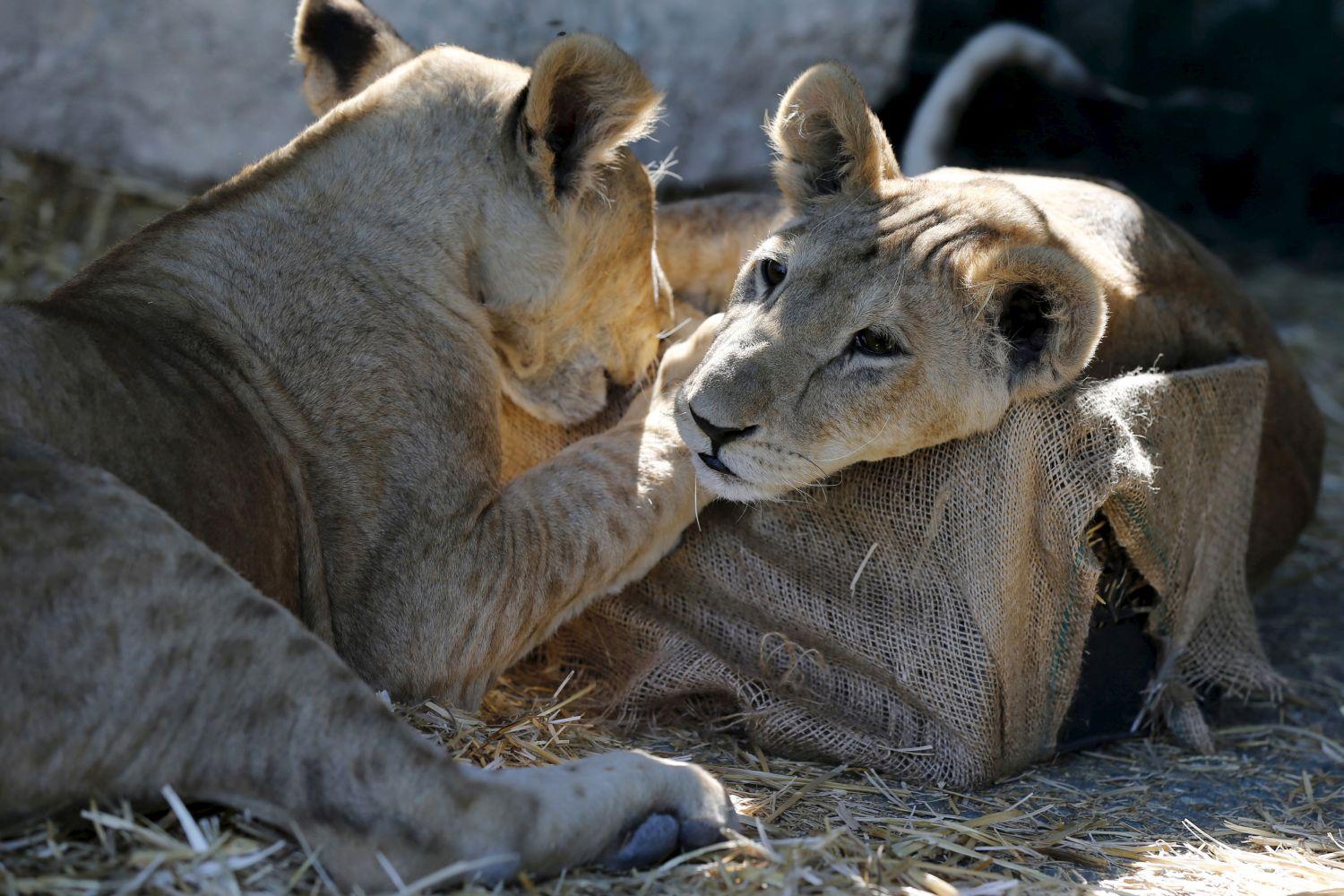 Kimentett héthónapos oroszlánkölykök egy jordániai állatkertben