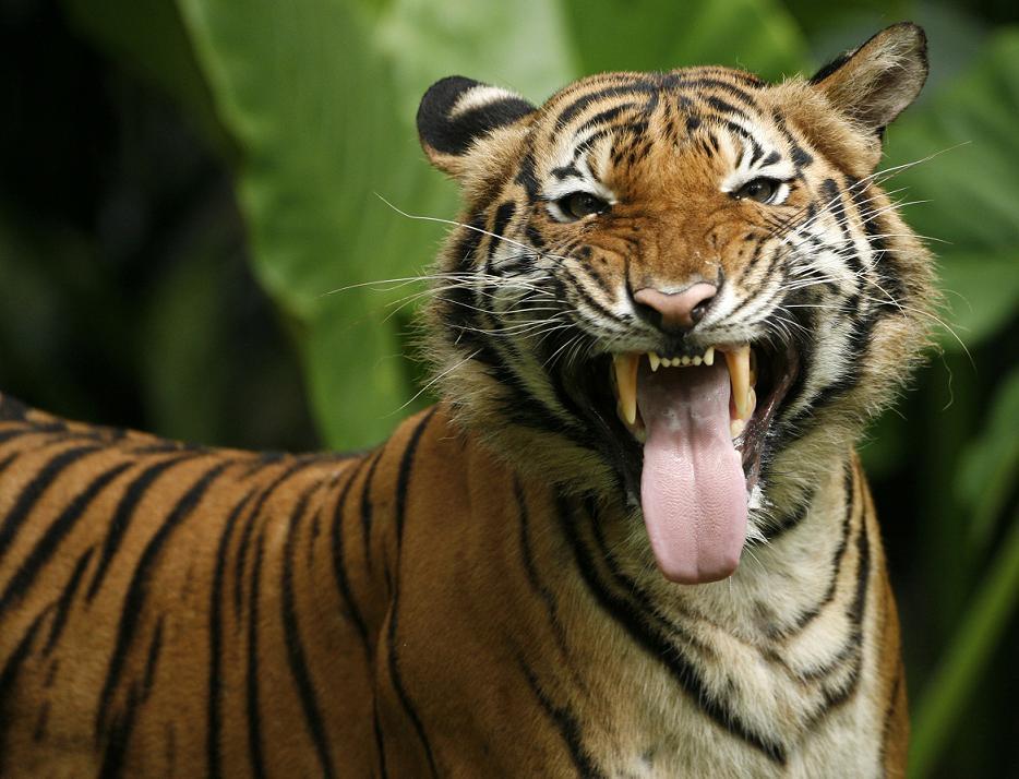Sajnos az orvvadászoknak is nagyon megéri a tigrisek felkutatása