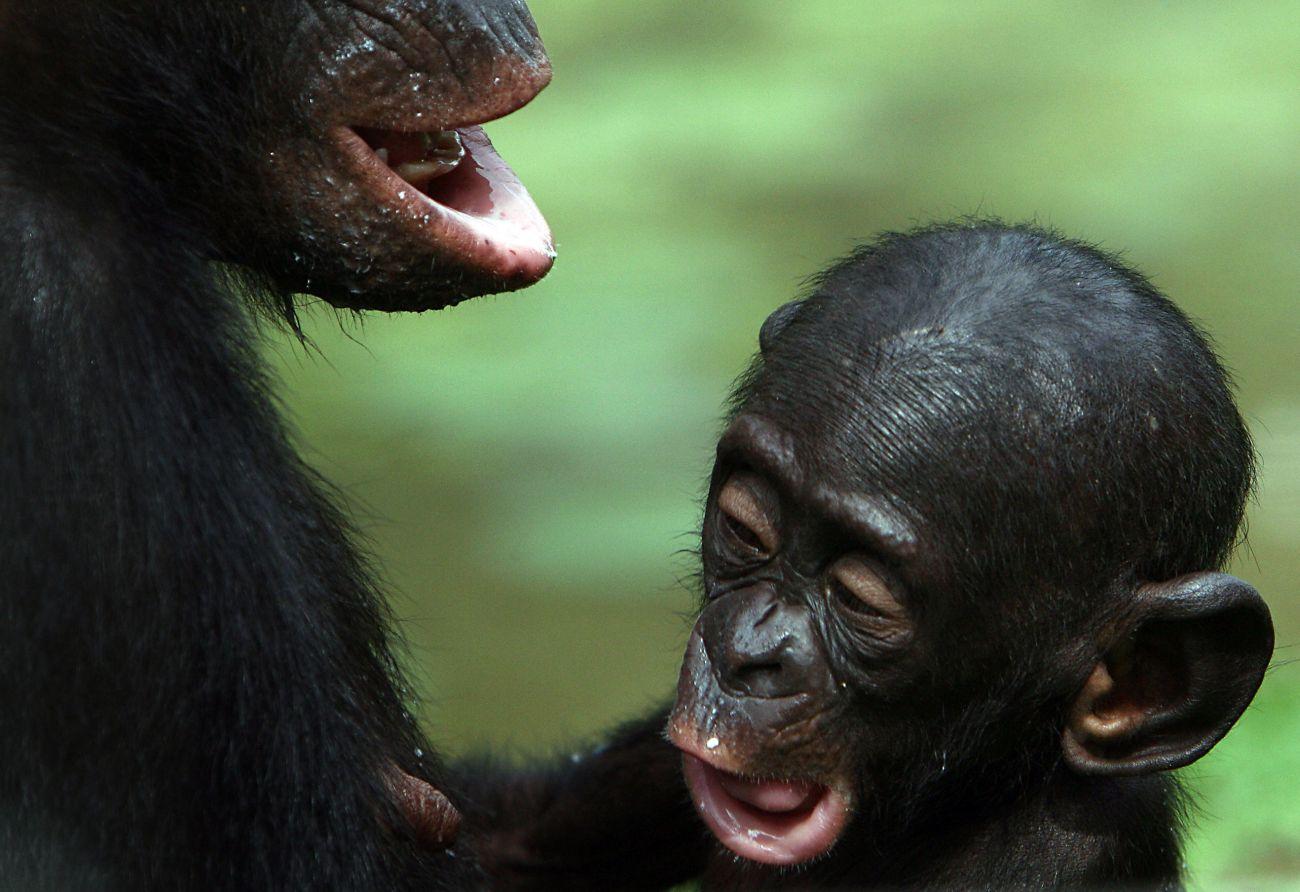 Bonobókölyök az anyjával. Képesek szabályozni a viselkedésüket