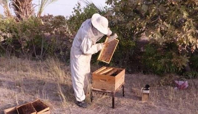 Dzsihádista méhészet, mint turista attrakció