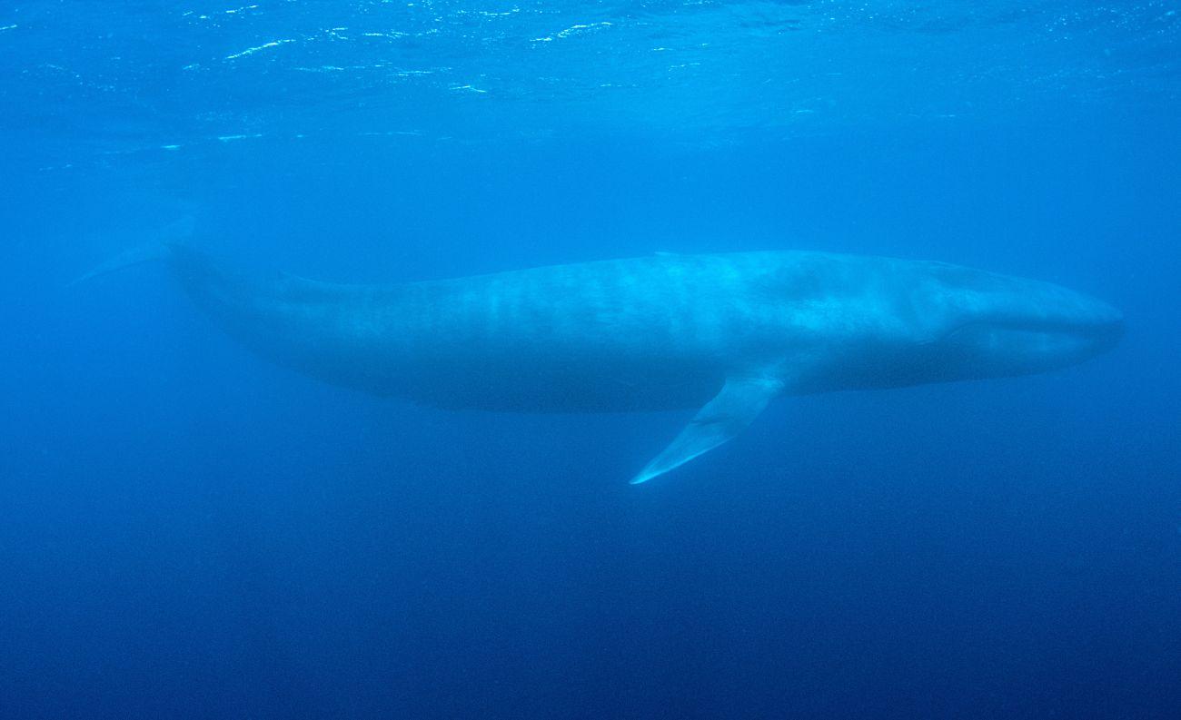 A kékbálna a világ valaha volt legnagyobb állata