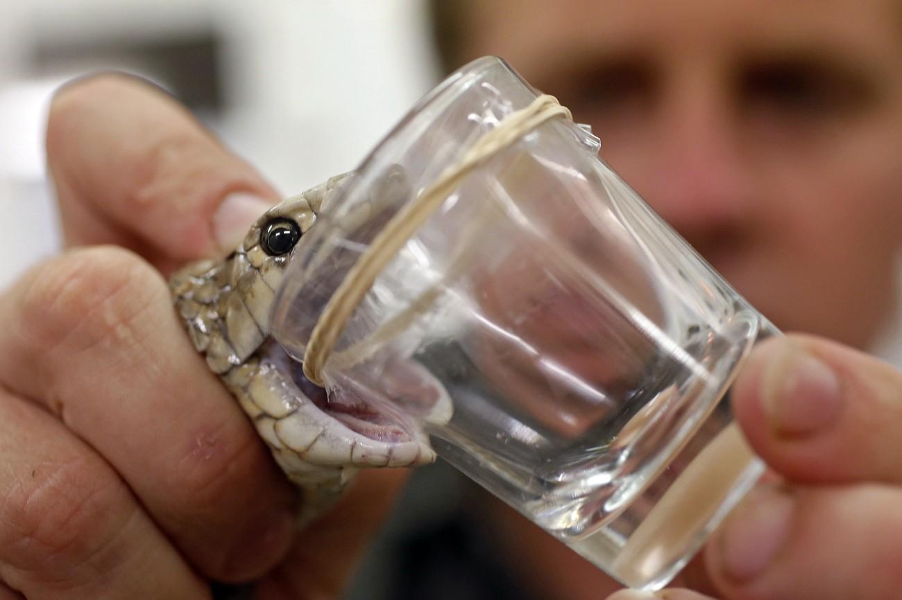 Illusztráció: kígyóméreg lefejése egy ausztrál kutatóközpontban
