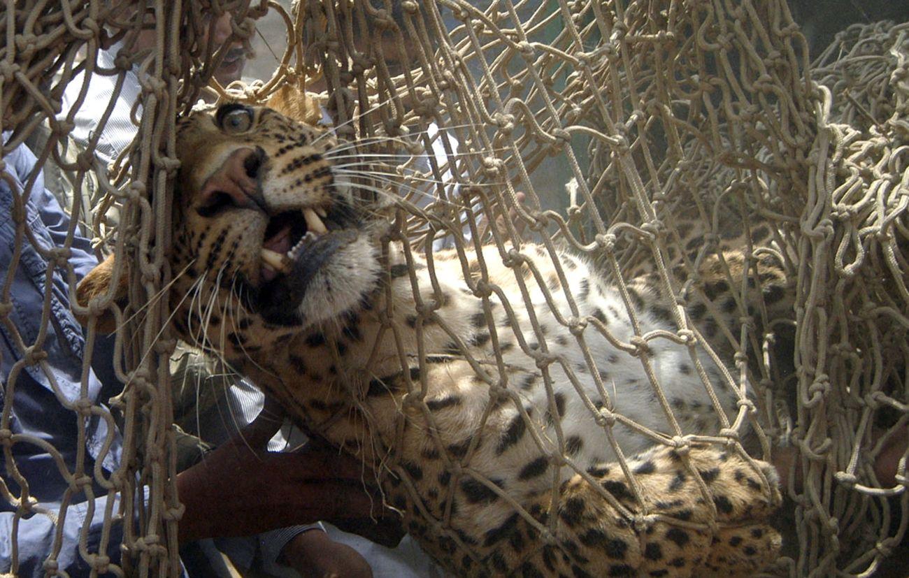 Állatkertből kiszabadult leopárdot kapnak el az indiai Kamlapurban. Az életterüket óvni kell